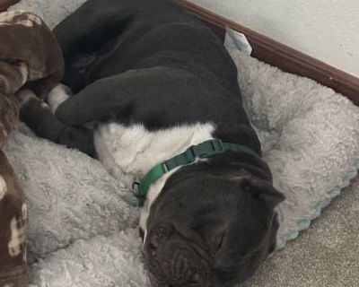 Chief - English Bulldog/American Staffordshire Terrier Mix Male Dog for Adoption