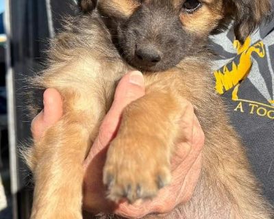 Milo is a lively, adorable Chihuahua mix puppy (born on August 22, 2025) who is sure to fill your days with smiles. He loves playing with his fellow furry friends. He is currently living with other dogs and cats. If you're interested in meeting Milo, come to our adoption event on the 1st and 3rd Saturday of each month from 11am-2pm, located at 6300 San Mateo NE in the south Sprouts parking lot....