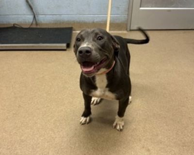 Leko - Mixed Breed Female Dog for Adoption