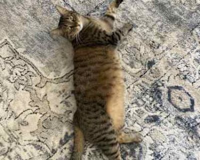 Honeybee - Tabby Female Cat for Adoption