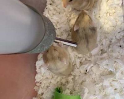 These beautiful baby girls were born on 09/14/2025 in one of our loving foster homes. Their mom came to us pregnant so these babies have never seen a bad day in their lives. They are very much used to being handled by humans. They enjoy their spacious enclosure and wheel, their nutririous pellets and seed mix, and their daily dark green veggie piece. If you are interested in adopting a hamster ...