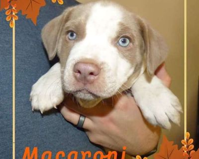 Macaroni - Pit Bull Terrier Mix Male Puppy for Adoption