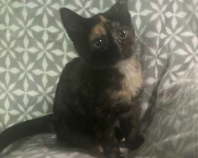 Sweet, adventurous tortie, playful and ready to find her forever home. Breed Domestic Shorthair Color Tortoiseshell Age 3 months old, Kitten Sex Female Pet ID 12588 Hair Length