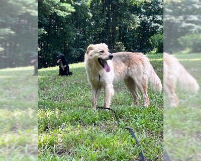 Ralph - Retriever  Mix Male Adult Dog for Adoption