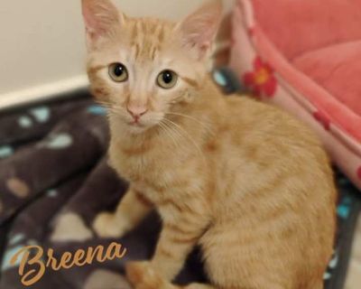 Breena #little-girl-big-opera-voice - Domestic Shorthair Female Cat for Adoption