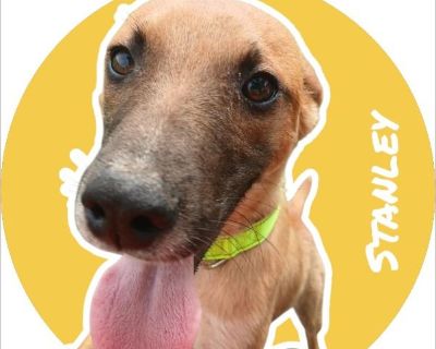 Stanley - Male Puppy German Shepherd mix for Adoption