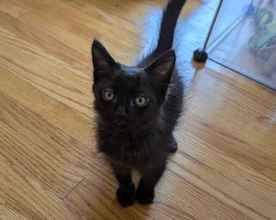 Theo - Domestic Shorthair Male Kitten for Adoption