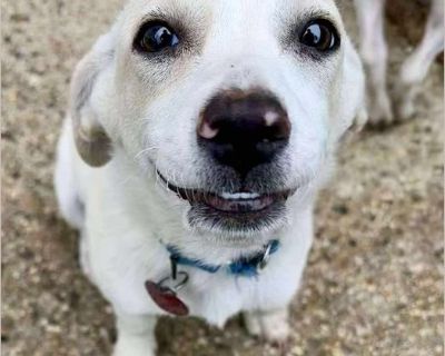 Woody - Male Puppy Chihuahua / Dachshund for Adoption