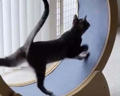 Fun Video! Chestnut & Almond - Tabby Male Puppy for Adoption