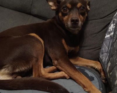 Dixie - Chihuahua & Miniature Pinscher Mix Female Dog for Adoption