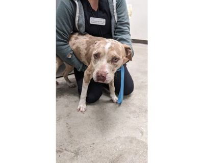 Vampyre 4 - American Pit Bull Terrier/Mixed Breed (Medium) Mix Male Dog for Adoption