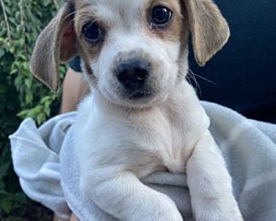 Lemon - Jack Russell Terrier/Beagle Mix Male Puppy for Adoption