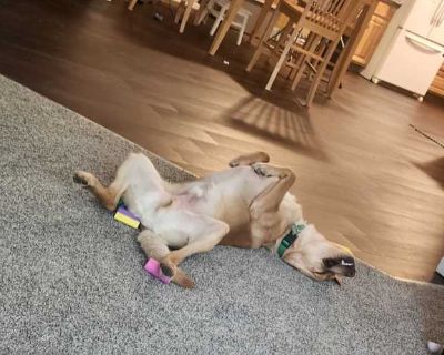 Tolkien - Labrador Retriever/Golden Retriever Mix Male Dog for Adoption