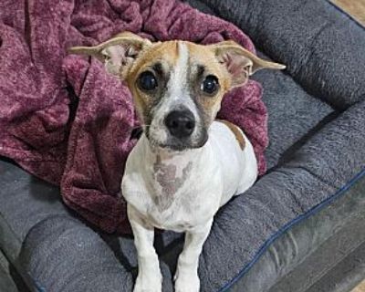 Chip - Jack Russell Terrier Male Puppy for Adoption