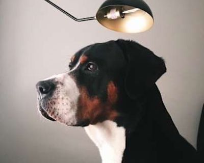 Pilot - Greater Swiss Mountain Dog Male Dog for Adoption