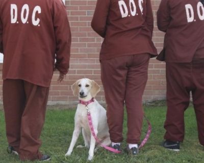 Charlee Paws-In-Prison GRADUATE! - Hound Female Dog for Adoption