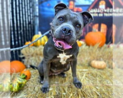 Young * Location Long Beach, CA, 90815 USA USA *. Dog Breed: Staffordshire Bull Terrier / Mixed (medium coat). Physical Attributes Coat Length: Medium Additional Information Was the Dog Found No