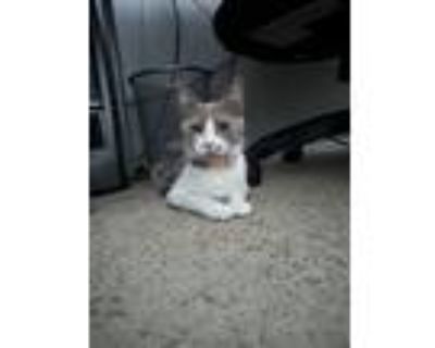 Adopt Penelope a Gray, Blue or Silver Tabby Tabby / Mixed (short coat) cat in