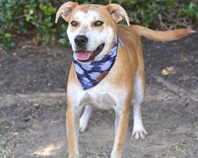 DOZER - Carolina Dog/Cattle Dog Mix Male Dog for Adoption