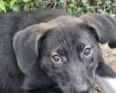 Runt - Great Pyrenees & Black Labrador Retriever Mix Female Puppy for Adoption