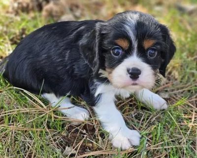 Anakin - Male Cavalier King Charles Spaniel Puppy for Sale