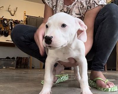 Rocco - Pit Bull Terrier Male Puppy for Adoption