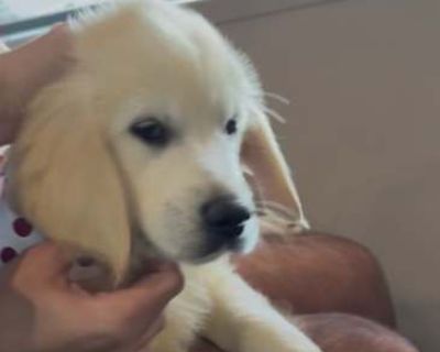 Iris - Golden Retriever Female Puppy for Adoption