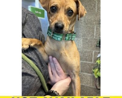 Custard was found on 11/15 at the 400 BLK of E 30th Ave in Eugene. He came into the shelter not yet neutered. If you believe this is your missing dog, please contact the shelter at (541) 689-1503. Since this dog is new to the shelter and we are still looking for their family, they are not viewable on the adoption floor at this time. The shelter staff is giving me some time to settle in and adju...