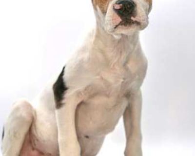 Sage - Beagle/American Pit Bull Terrier Mix Male Puppy for Adoption