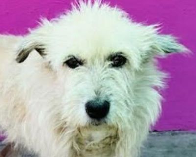 Trixie - senior girl from Mexico! - Terrier Mix Female Dog for Adoption