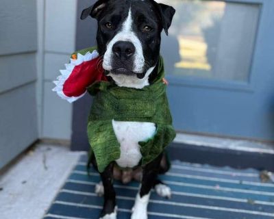 ***Please note, once completing the initial screen you will be connected with the placement for a video chat. Transports run every few weeks and we will have the dog on the next available transport once approved. If you are not able to accept a dog until a specific time period, please apply at that time*** We are a volunteer run rescue and donate our time to these dogs. IF you are not serious a...