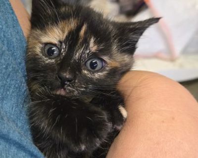 Kitten Female Small