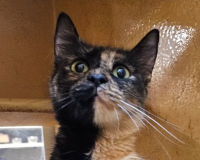 Windy - Dilute Tortoiseshell Female Cat for Adoption