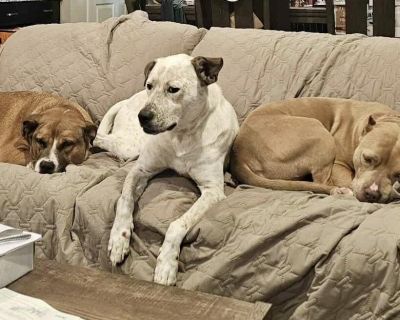 Piper - Australian Cattle Dog / Blue Heeler & Labrador Retriever Mix Female Dog for Adoption