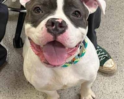 Moto Moto - American Pit Bull Terrier Male Dog for Adoption