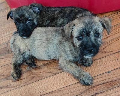 "Toto" Terrier Puppies Brindle