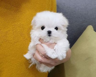 Korean Teacup Maltese Puppies