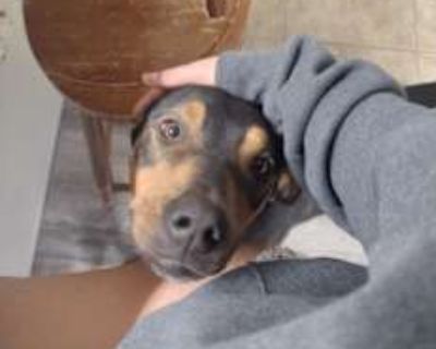 Beans - Weimaraner/Rottweiler Mix Male Dog for Adoption