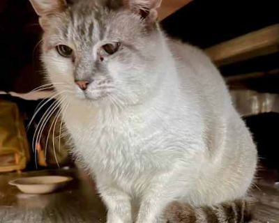 Yam Yam - Siamese/Domestic Shorthair Mix Female Cat for Adoption