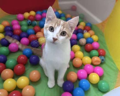 Meet Gene Simmons! Looking for a kitten with rockstar energy? Meet Gene Simmons, a bold and adventurous little guy who s always ready to turn life into a stage. Gene is rowdy, playful, and endlessly curious whether he s scaling the cat tree, showing off his moves on a scratching post, or roughhousing with his siblings, he s guaranteed to keep you smiling. Gene came into foster care with three s...