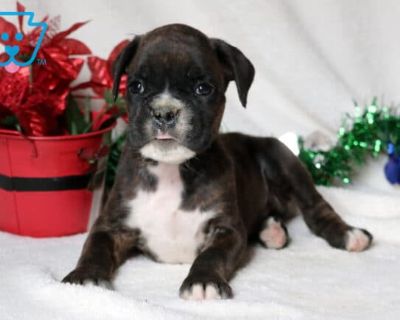 Scar - Male Boxer Puppy for Sale