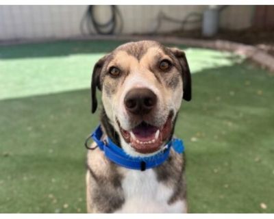 Oliver - Australian Cattle Dog/Mixed Breed (Medium) Mix Male Dog for Adoption