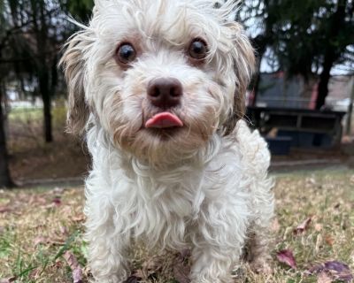 Shelley - Havanese Mix Female Dog for Adoption