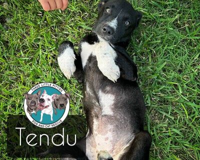 Tendu Ballet Dancer - Pit Bull Terrier & Labrador Retriever Mix Female Puppy for Adoption