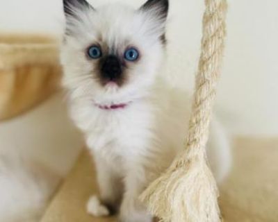 Ivory - Ragdoll Female Kitten For Sale