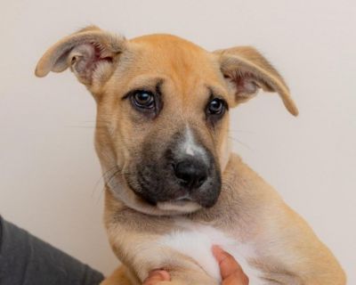 Derek - Shar-Pei Mix Male Puppy for Adoption