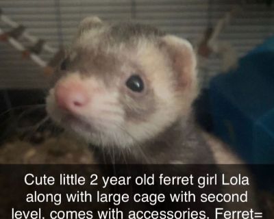 Cute Ferret
