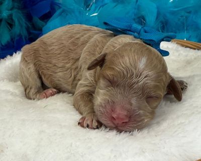Im Molly s adorable red F1bbb Mini Goldendoodle, Blue Boy. Both my parents have great temperaments and have been genetically health tested. My Mom is an 8lb F1bb Mini Goldendoodle and my dad is a 7lb Poodle. I have removed my dewclaws, received early neurostimulation and litter box training, and will have all my deworming and first puppy vaccines and a thorough nose-to-tail vet examination befo...