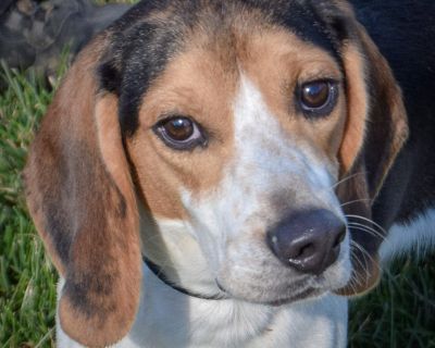 I am 25lbs and l am looking for my forever home. Adoption Donation: $500 All dogs are microchipped, neutered, current on all vaccines, heartworm tested (if age appropriate), and up-to-date on preventatives at the time of adoption. All household members and any dogs from the household need to be present to be able to adopt. A photo ID will be required at the time of adoption. Appointments are re...