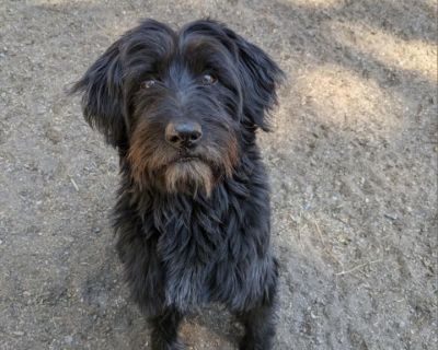 Leafy - Poodle & Terrier Mix Male Dog for Adoption